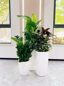 奉化花卉租赁价格全解析，速来围观！